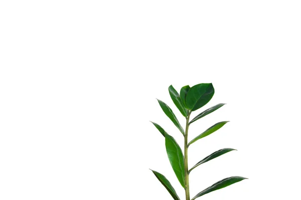 Beautiful green leaves of flowers on a white background — Stock Photo, Image