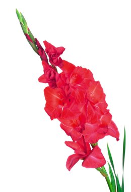 Beyaz arka plan üzerinde güzel kırmızı çiçek gladiolus