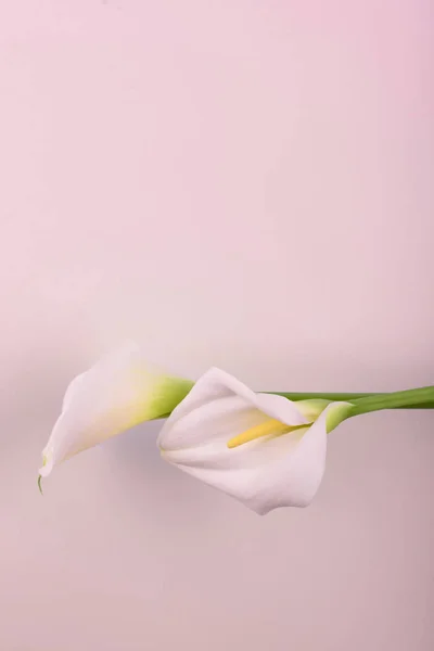 Gentle beautiful white callas on a light pink background.