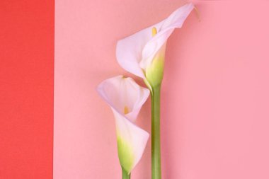 Beyaz callas ile güzel pembe arka plan. Narin çiçekler