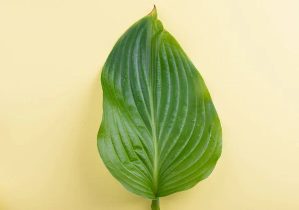 Gele achtergrond met groene mooie bladeren. Plaats voor een inscriptie. — Stockfoto