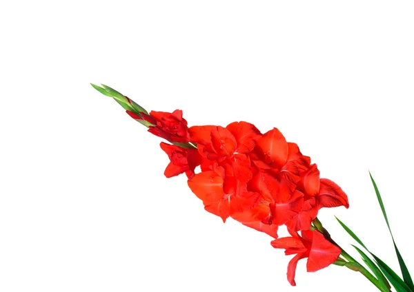 Vacker röd blomma Gladiolus på vit bakgrund — Stockfoto