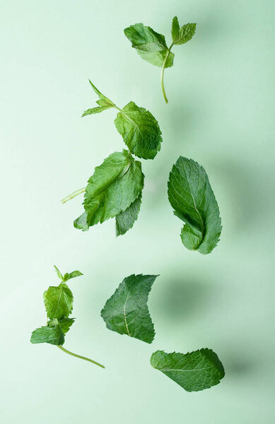 Beautiful fragrant mint leaves fly on a green background. Gravity effect.