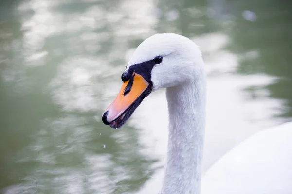 Beautiful snow-white swan in the lake. Beautiful nature. — Stock Photo, Image