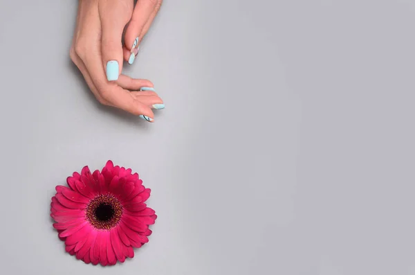Женская рука с модным маникюром для ногтей держа цветок гербер на сером фоне — стоковое фото
