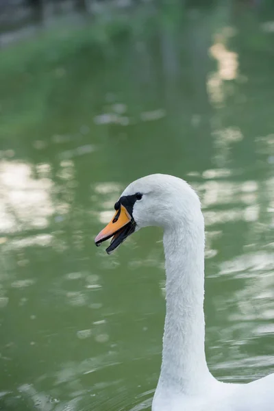 Beautiful snow-white swan in the lake. Beautiful nature. — Stock Photo, Image