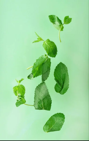 Aromatyczne liście mięty rozproszone na tle koloru mięty. — Zdjęcie stockowe