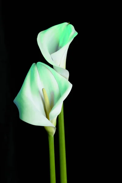 Два красивых цветка - калла. Цветы с мятой неоновой кнопкой на черном фоне . — стоковое фото