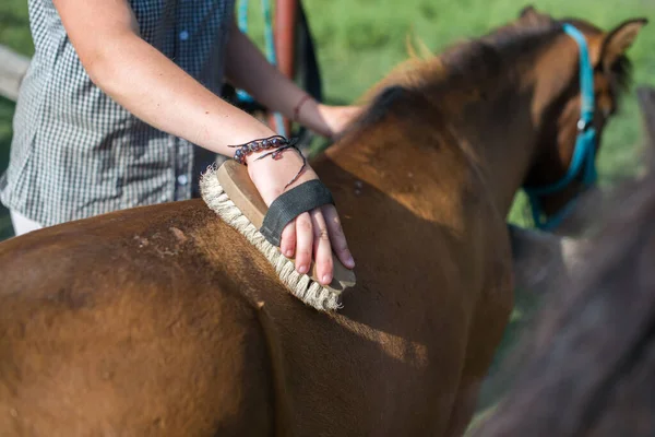 Ranch, farm, fésülködő lovak. Lány fésüli a pónit. — Stock Fotó