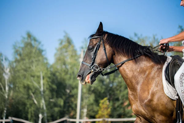Jinete a caballo, rancho, granja de caballos. Golop, clases de equitación . — Foto de Stock