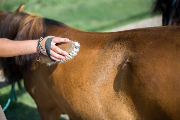 Horseman on horseback, ranch, horse farm. Golop, riding lessons.