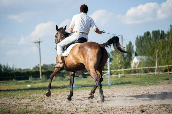 Horseman on horseback, ranch, horse farm. Golop, riding lessons.