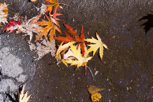 Красный и желтый кленовые листья после дождя на камнях текстурированный фон с каплями, копировать пространство. Осенняя концепция — стоковое фото