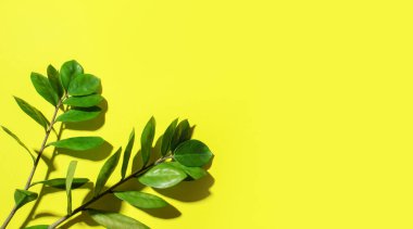 Parlak bir arka planda gölgesi olan değirmenin iki dalı. Reklam için sözcükler için pankart.