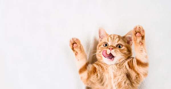 Küçük kırmızı kedi yavrusu uzanıyor ve pençelerini beyaz yatakta tutuyor. Yukarıdan görüntüle