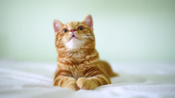 Un pequeño gatito de color rojo, se encuentra en una cama ligera y mira a su alrededor . — Vídeos de Stock