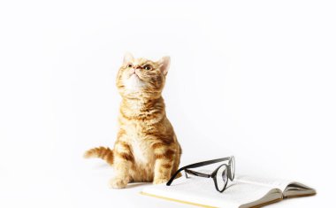 Küçük kızıl saçlı bir kedi yavrusu, ciltli bir kitabın yanında, okuma gözlüğü, beyaz bir arka planda soyutlanmış. Mesaj için yer. Hayvanlarla tatmin olmak
