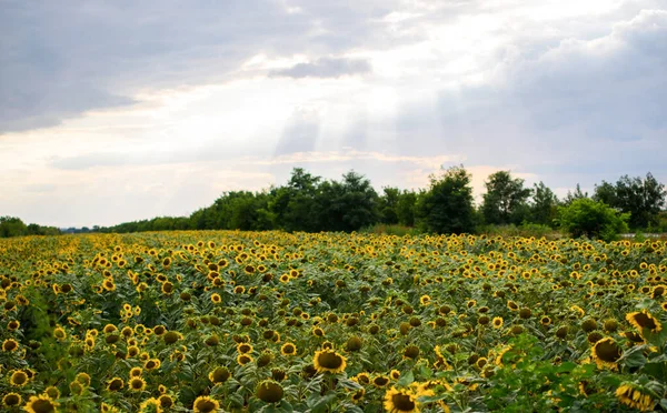 Ein Schönes Feld Mit Sonnenblumen Und Sonnenstrahlen Himmel Mit Wolken — Stockfoto