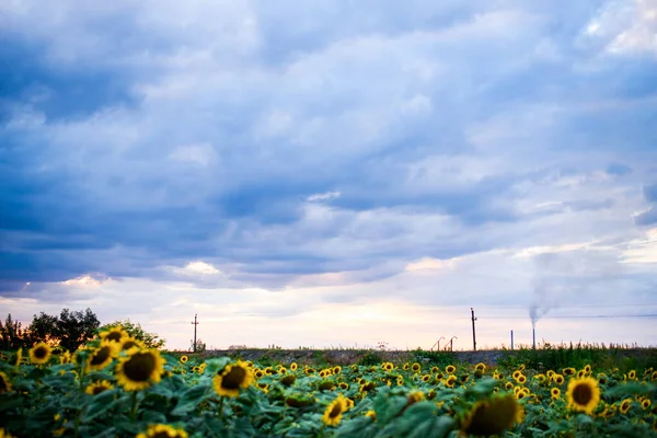 A beautiful field with sunflowers with sun rays in the sky with clouds of beautiful clouds. Summer day in the field. Summer content