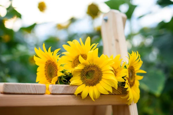 Beautiful little sunflower flowers on a wooden ladder. Summer day in the field of sunflowers. Beautiful summer evening
