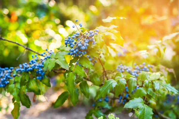 Beautiful bushes of wild berries on a summer day. Bright colors of berries and ices in nature. — Stock Photo, Image