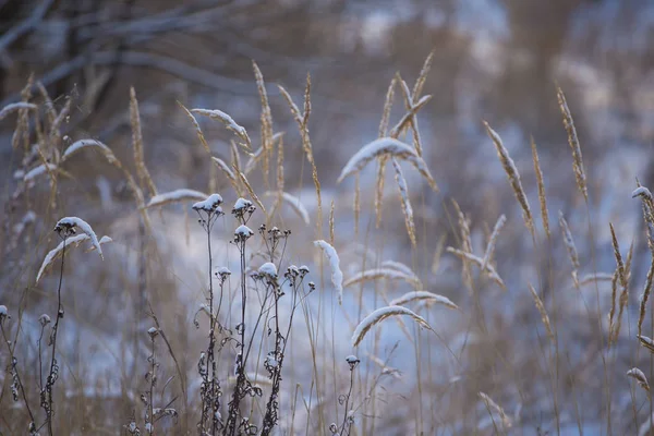 Зимняя Трава Вечером — стоковое фото