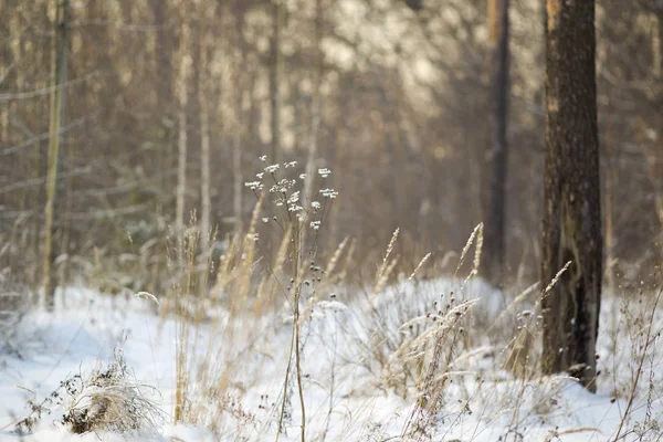 Vit Vinter Staden — Stockfoto