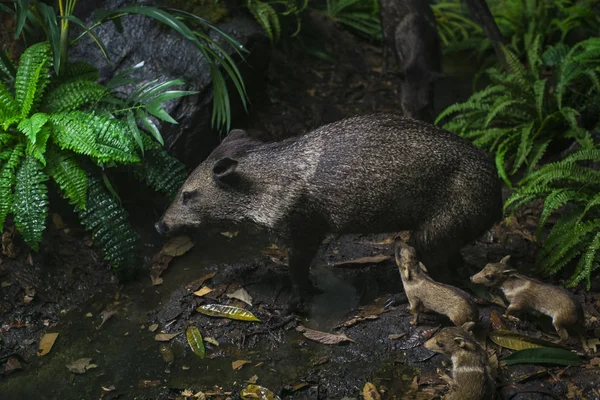 Juin 2018 Milan Italie Exposition Monde Animal Musée Histoire Naturelle — Photo