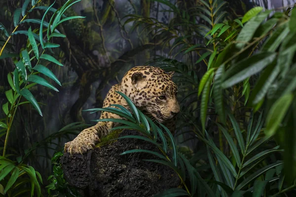 6月7 2018 ミラノ イタリア ミラノの自然史博物館に置かれた動物世界からの展示 — ストック写真