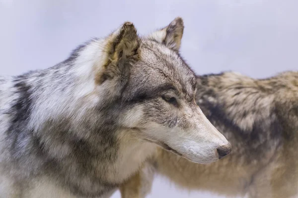 6月7 2018 ミラノ イタリア ミラノの自然史博物館に置かれた動物世界からの展示 — ストック写真