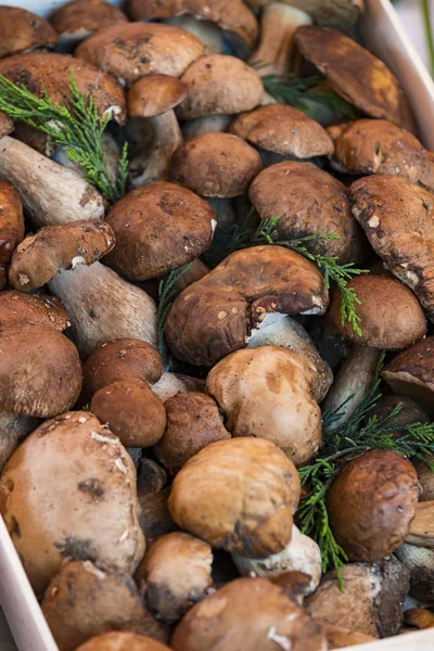 이탈리아 클로즈업에서 밀라노에서 시장에서 버섯의 — 스톡 사진