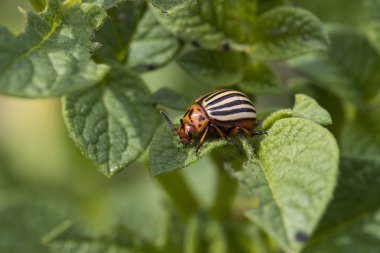 Patates sahada bırakır Colorado patates böceği yok etmek yakın çekim tarafından kaldırılır.