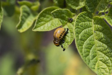Patates sahada bırakır Colorado patates böceği yok etmek yakın çekim tarafından kaldırılır.