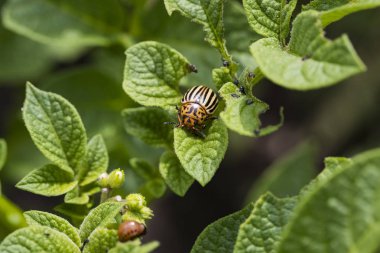 Patates sahada bırakır Colorado patates böceği yok etmek yakın çekim tarafından kaldırılır.