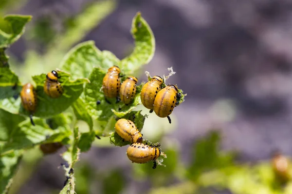 The Colorado Potato Beetle destroying the potato leaves on the field is removed by close-up.