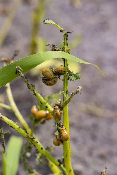 Der Kartoffelkäfer Der Die Kartoffelblätter Auf Dem Feld Zerstört Wird — Stockfoto