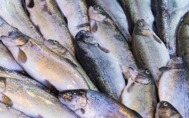 Taze deniz balık arka planda Istanbul'da Türkiye pazarına.
