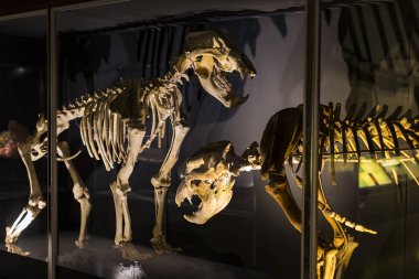 7 Haziran 2018, Milan, İtalya: Expositions tarih öncesi dinozor hayvanların Milan Doğal Tarih Müzesi.