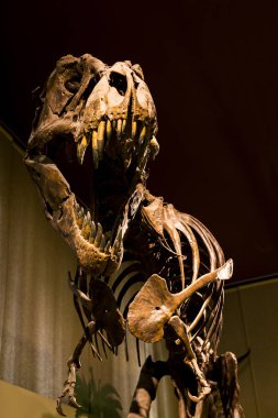 7 Haziran 2018, Milan, İtalya: Expositions tarih öncesi dinozor hayvanların Milan Doğal Tarih Müzesi.