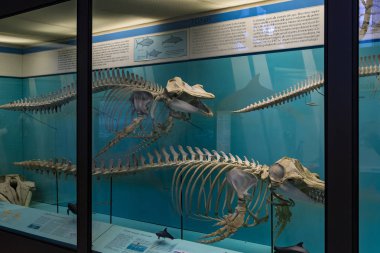 7 Haziran 2018, Milan, İtalya: Expositions tarih öncesi dinozor hayvanların Milan Doğal Tarih Müzesi.