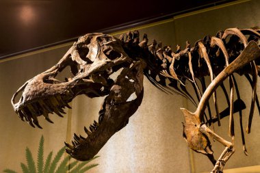 7 Haziran 2018, Milan, İtalya: Expositions tarih öncesi dinozor hayvanların Milan Doğal Tarih Müzesi.