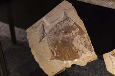 7 Haziran 2018, Milan, İtalya: Expositions tarih öncesi dinozor hayvanların Milan Doğal Tarih Müzesi.