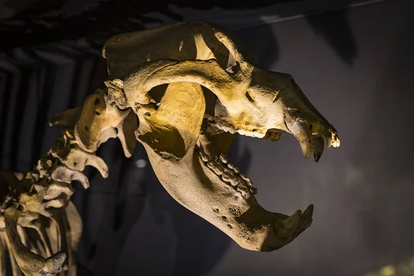 Junho 2018 Milão Itália Exposições Animais Dinossauros Pré Históricos Museu — Fotografia de Stock
