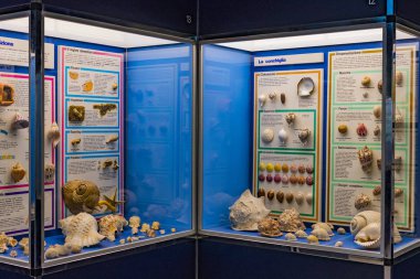 7 Haziran 2018, Milan, İtalya: Expositions evrim tarihçesi ve gelişimi yumuşakçalar Milan Doğal Tarih Müzesi. 