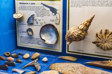 7 Haziran 2018, Milan, İtalya: Expositions evrim tarihçesi ve gelişimi yumuşakçalar Milan Doğal Tarih Müzesi. 