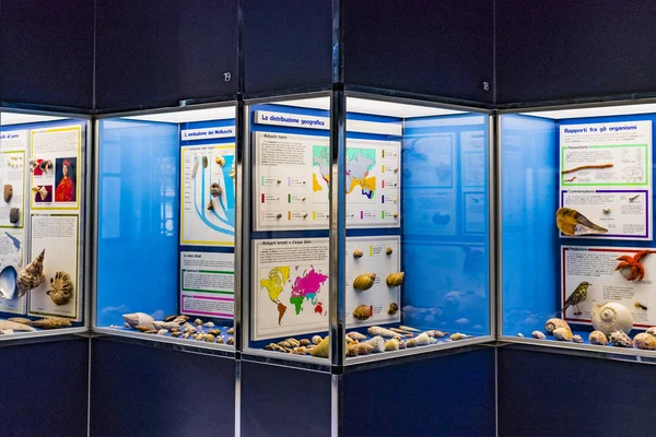 7 Haziran 2018, Milan, İtalya: Expositions evrim tarihçesi ve gelişimi yumuşakçalar Milan Doğal Tarih Müzesi. 