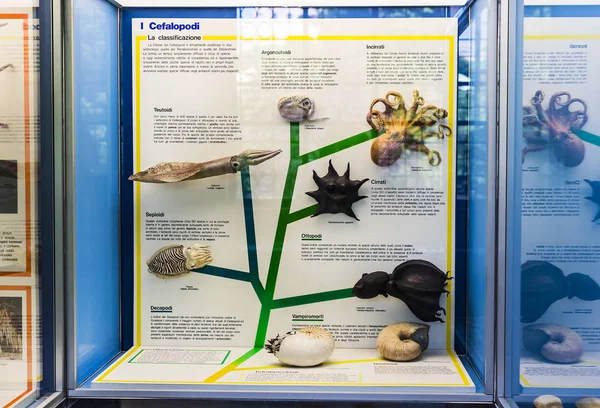 7 Haziran 2018, Milan, İtalya: Expositions evrim tarihçesi ve gelişimi yumuşakçalar Milan Doğal Tarih Müzesi. 