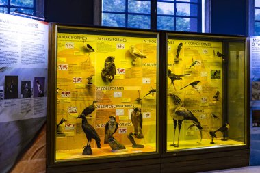 7 Haziran 2018, Milan, İtalya: Museum of Natural History Milano temsil eden Dünya gezegeninin hayvanlar alemi.