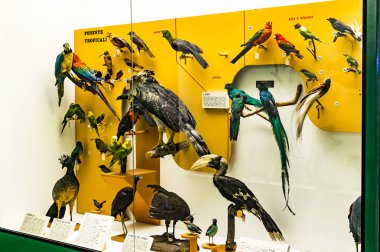 7 Haziran 2018, Milan, İtalya: Museum of Natural History Milano temsil eden Dünya gezegeninin hayvanlar alemi.