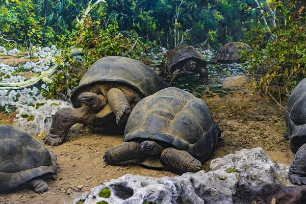 7 Haziran 2018, Milan, İtalya: Museum of Natural History Milano temsil eden Dünya gezegeninin hayvanlar alemi.
